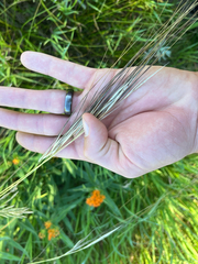 Hesperostipa spartea