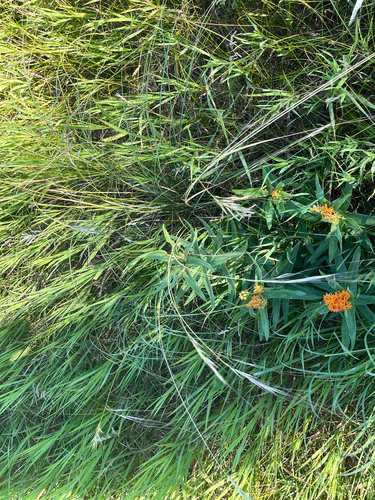 Hesperostipa spartea, photograph 2