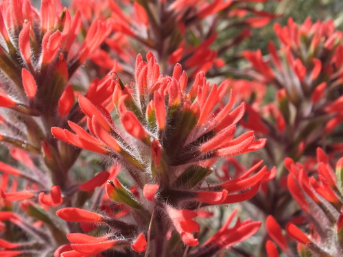 Desert Paintbrush