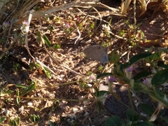 Hemiargus hanno