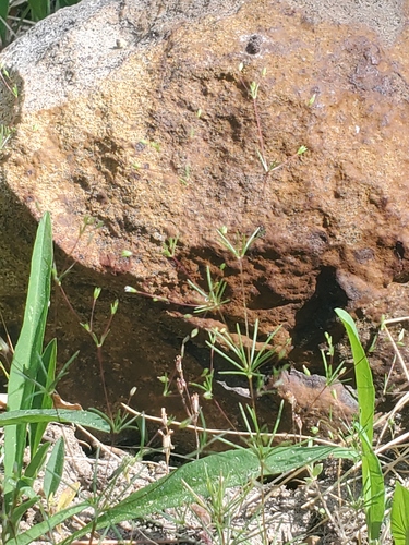iNaturalist observation photo of Harkness' flaxflower