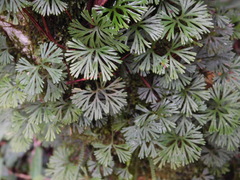 Elaphoglossum peltatum