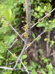 Forestiera pubescens pubescens