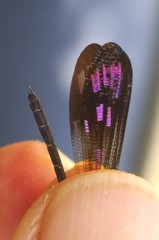 Heliocypha biseriata