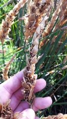 Elegia fistulosa