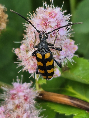 four-banded longhorn beetle