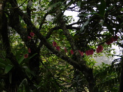 Passiflora membranacea
