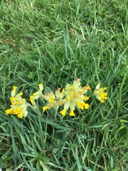 Primula veris