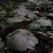 Begonia fusca - Photo (c) delmer jonathan,  זכויות יוצרים חלקיות (CC BY-NC), הועלה על ידי delmer jonathan