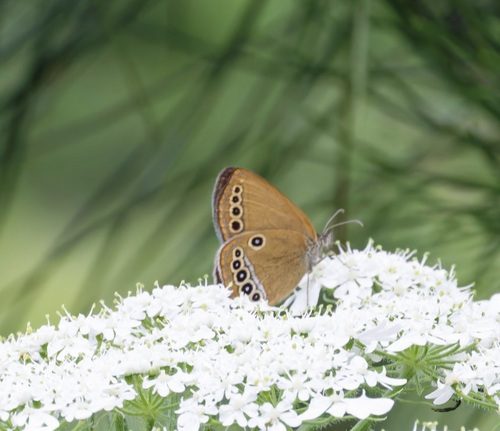 False Ringlet