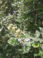 Vitex negundo