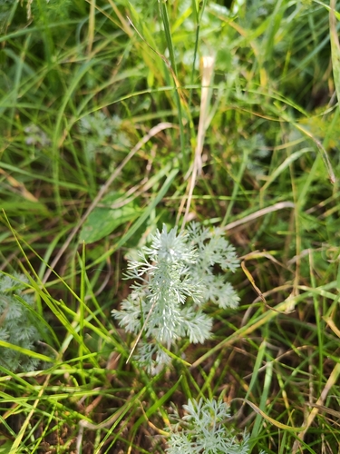 Austrian Mugwort