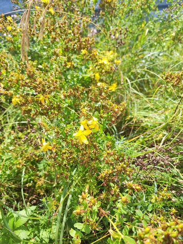 Common St. John's Wort