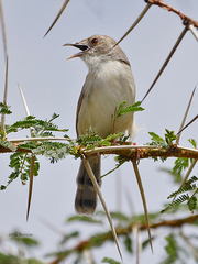 Cisticola woosnami