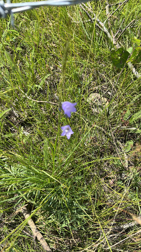 Alaskan bellflower