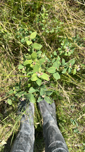 Western Snowberry