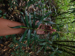 Podocarpus oleifolius