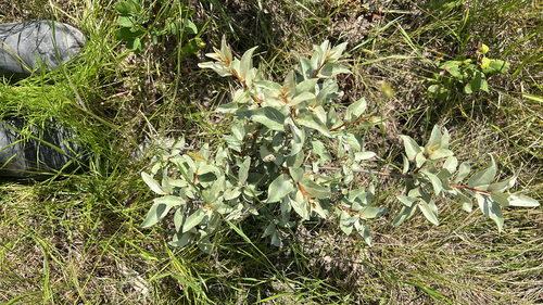 Silverberry
