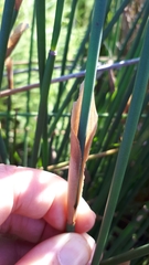 Elegia fistulosa