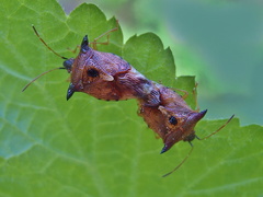 Elasmucha ferrugata