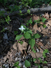 Melanthiaceae