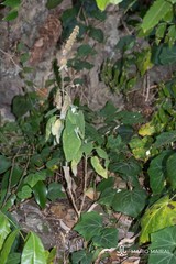 Sideritis discolor