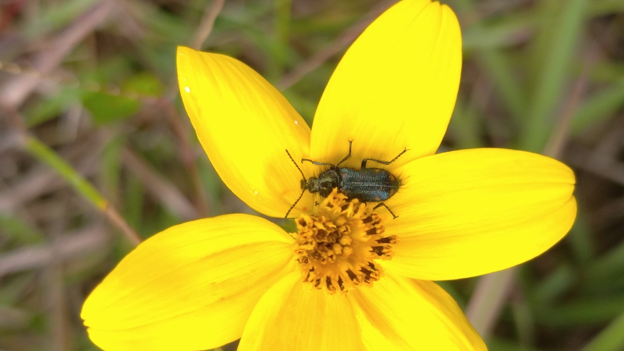 Stylasteridae image