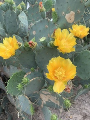 Opuntia cacanapa