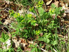 Euphorbia angulata