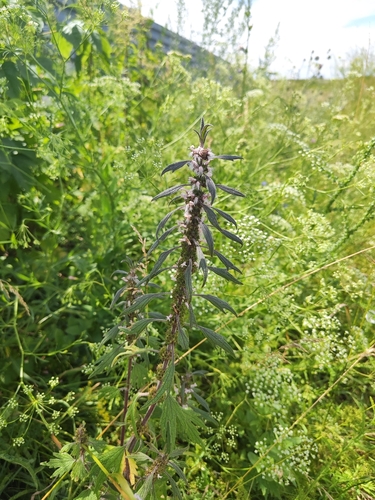 five-bladed motherwort