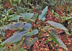 Anthurium subcaudatum