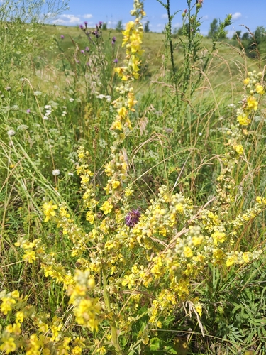 White Mullein