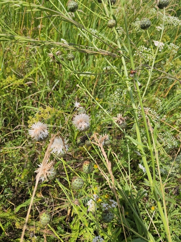 Greater Knapweed