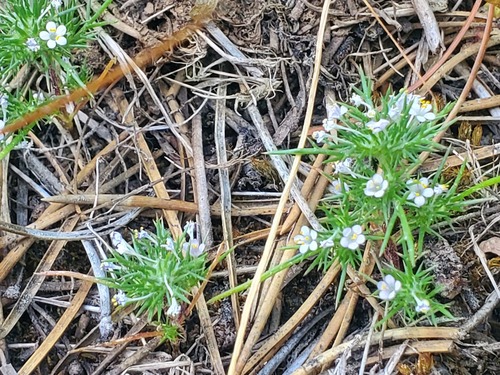 iNaturalist observation photo of needleleaf navarretia