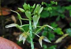 Malaxis lepanthiflora
