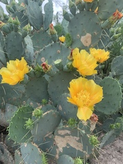 Opuntia cacanapa