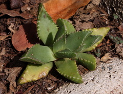 Faucaria