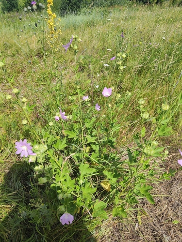 Eastern Tree-mallow