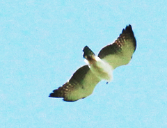 Spizaetus melanoleucus