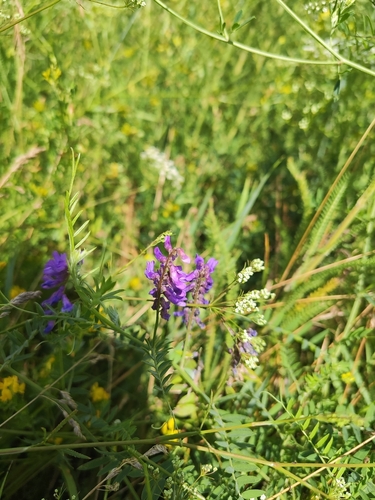 tufted vetch