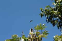 Spizaetus melanoleucus