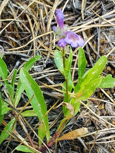 iNaturalist observation photo of Rydberg's Beardtongue