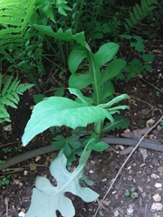 Silphium laciniatum