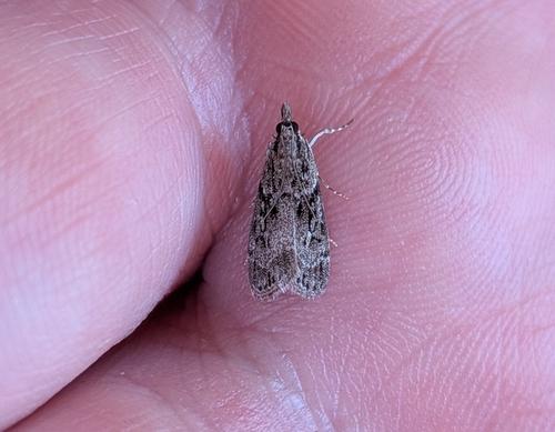 Eudonia spenceri photo 4