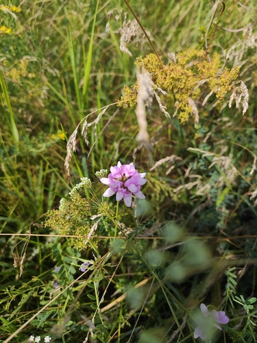 purple crownvetch