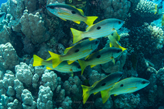 Lutjanus ehrenbergii