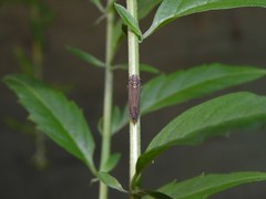 Macugonalia
