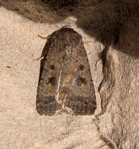 Mottled Rustic photo 4
