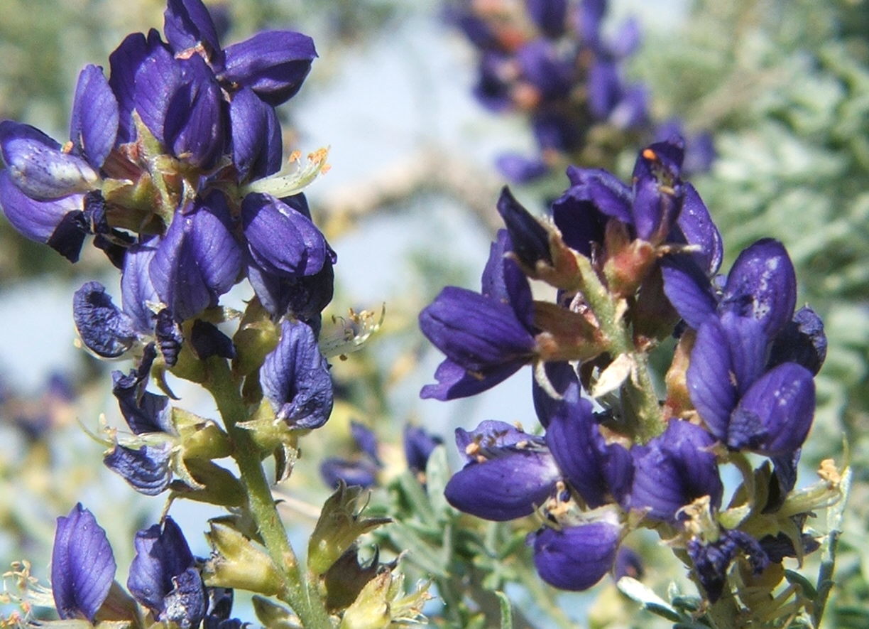 Psorothamnus fremontii var. fremontii