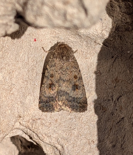 Mottled Rustic photo 2
